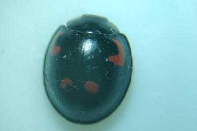 <i>Exochomus quadripustulatus</i>