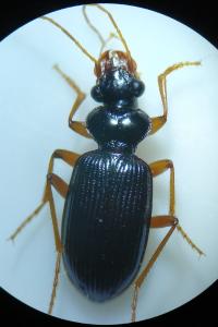 <i>Leistus fulvibarbis</i>