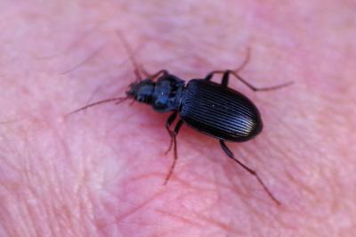 <i>Nebria</i>