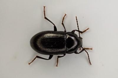 <i>Nalassus laevioctostriatus</i>