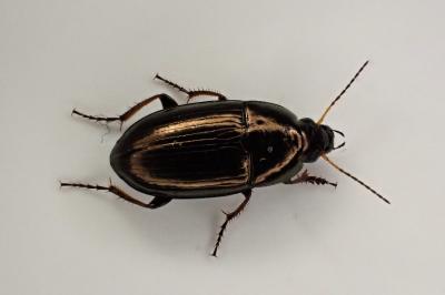 <i>Amara aenea</i>