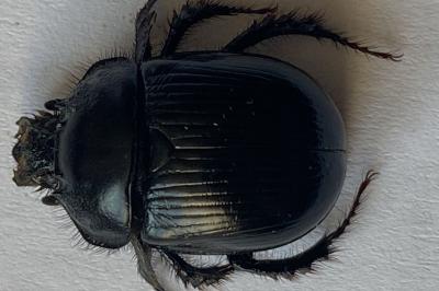 <i>Typhaeus typhoeus</i>
