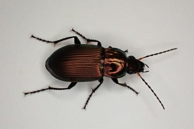 <i>Poecilus cupreus</i>