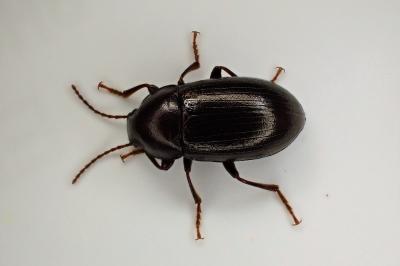 <i>Nalassus laevioctostriatus</i>