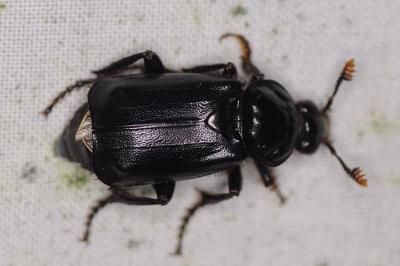 <i>Nicrophorus humator</i>