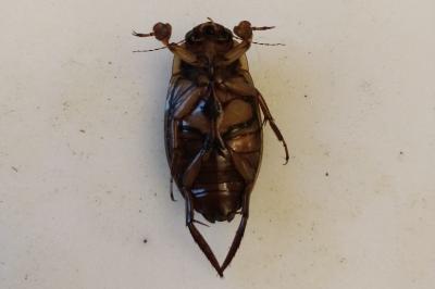 <i>Dytiscus marginalis</i>