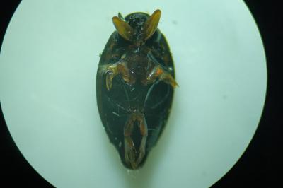 <i>Gyrinus substriatus</i>