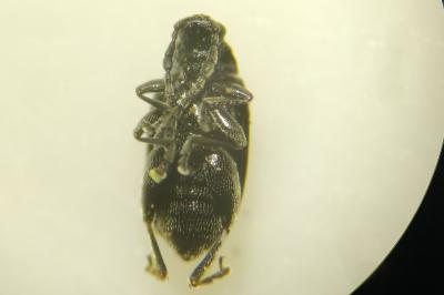 <i>Phyllotreta consobrina</i>