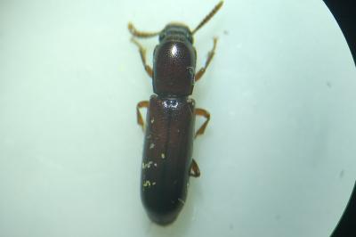 <i>Corticeus unicolor</i>