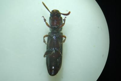 <i>Corticeus unicolor</i>