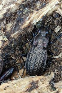 <i>Carabus granulatus</i>