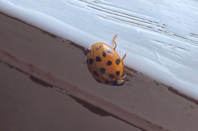 <i>Harmonia axyridis</i>