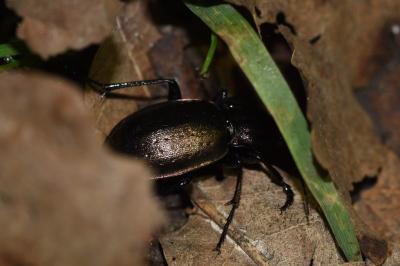 <i>Carabus nemoralis</i>