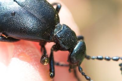 <i>Meloe violaceus</i>