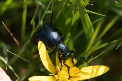 <i>Meloe violaceus</i>