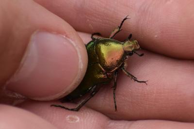<i>Cetonia aurata</i>