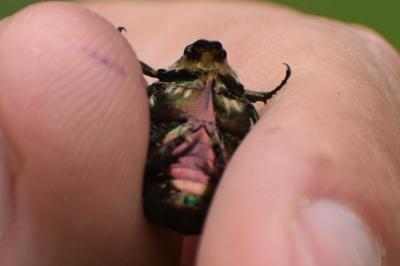 <i>Cetonia aurata</i>