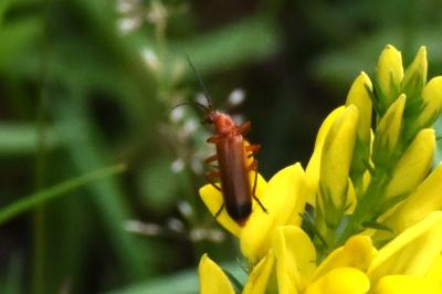 <i>Rhagonycha fulva</i>