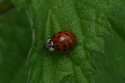 <i>Harmonia axyridis</i>