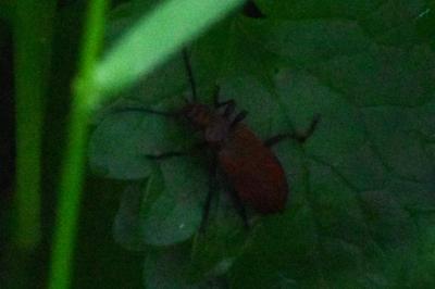 <i>Pyrochroa serraticornis</i>