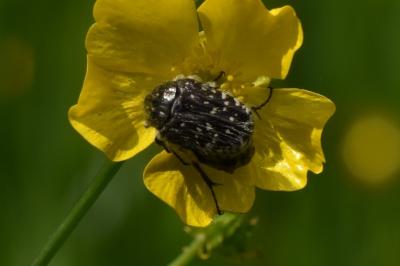 <i>Oxythyrea funesta</i>