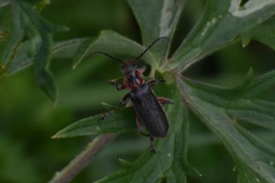 <i>Cantharis rustica</i>