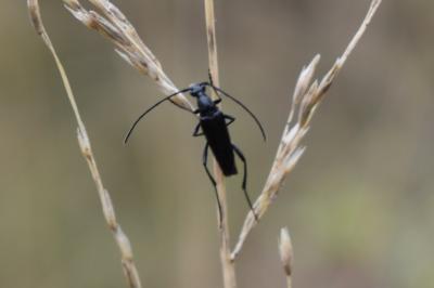 <i>Rutpela nigra</i>
