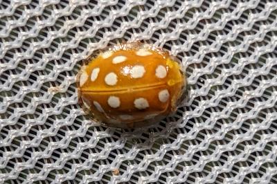 <i>Halyzia sedecimguttata</i>