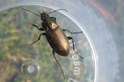 <i>Poecilus cupreus</i>
