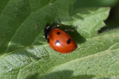 <i>Coccinella septempunctata</i>