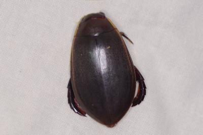 <i>Cybister lateralimarginalis</i>