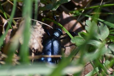 <i>Meloe violaceus</i>