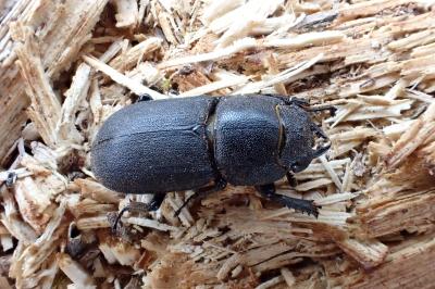 <i>Dorcus parallelipipedus</i>