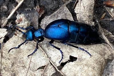<i>Meloe violaceus</i>