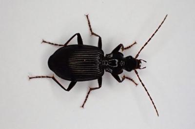 <i>Platynus assimilis</i>