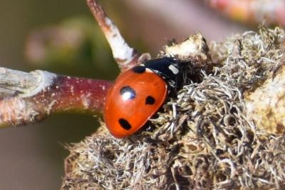 <i>Coccinella septempunctata</i>
