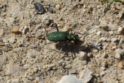 <i>Cicindela campestris</i>