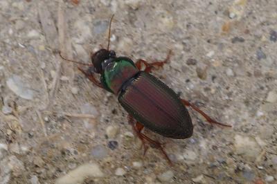 <i>Harpalus</i>
