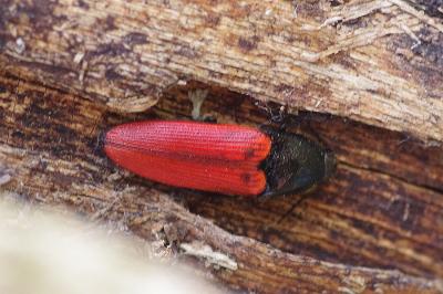 <i>Ampedus</i>