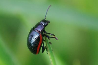 <i>Chrysolina</i>