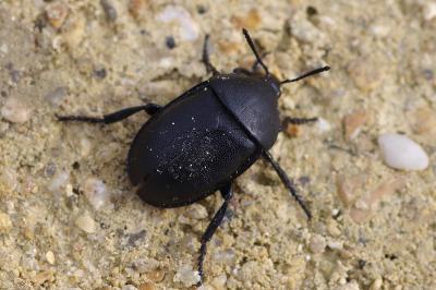 <i>Ablattaria laevigata</i>