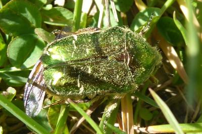 <i>Cetonia aurata</i>
