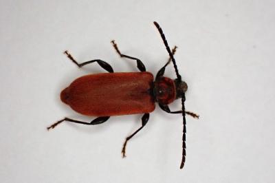 <i>Pyrrhidium sanguineum</i>