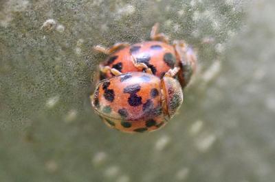 <i>Subcoccinella vigintiquatuorpunctata</i>