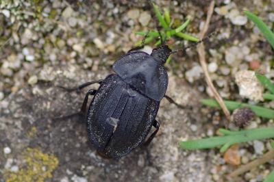 <i>Phosphuga atrata</i>
