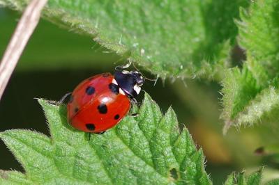 <i>Coccinella septempunctata</i>
