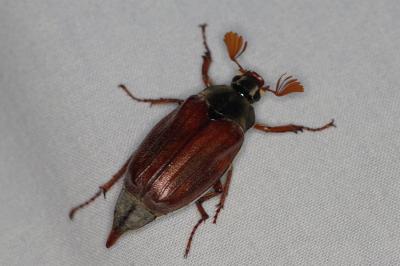<i>Melolontha melolontha</i>