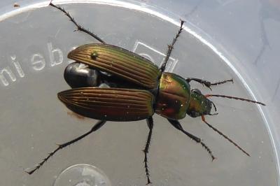 <i>Poecilus cupreus</i>