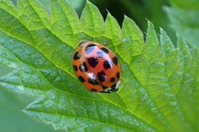 <i>Harmonia axyridis</i>