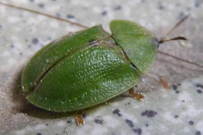 <i>Cassida viridis</i>